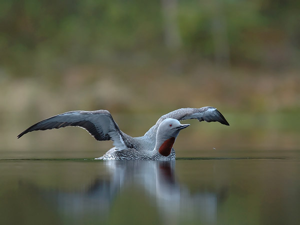 Kaakkuri, Red-throated Diver, Gavia stellata